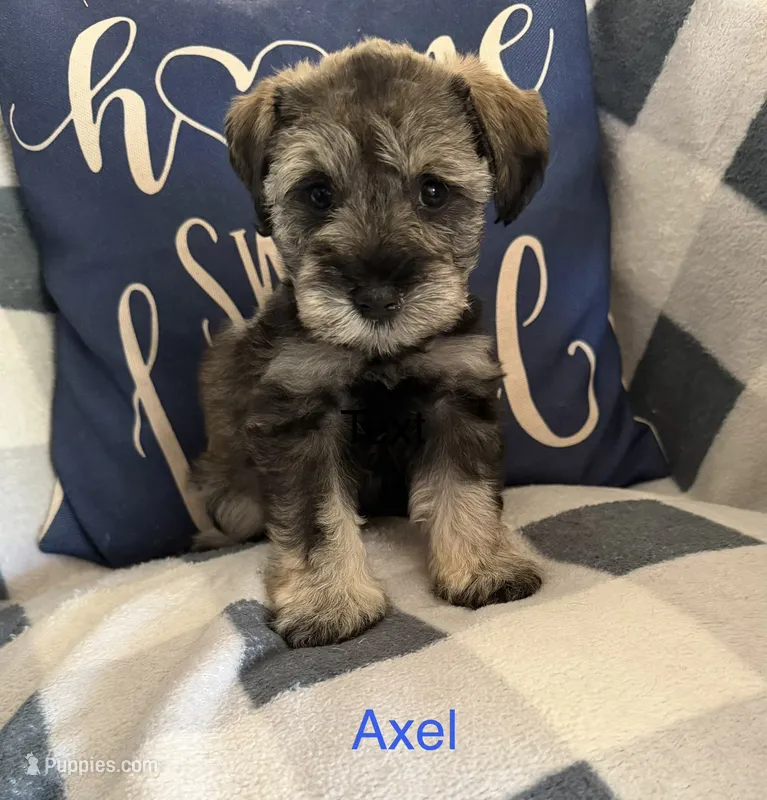 Axel – Miniature Schnauzer puppy for sale in Hemet, CA