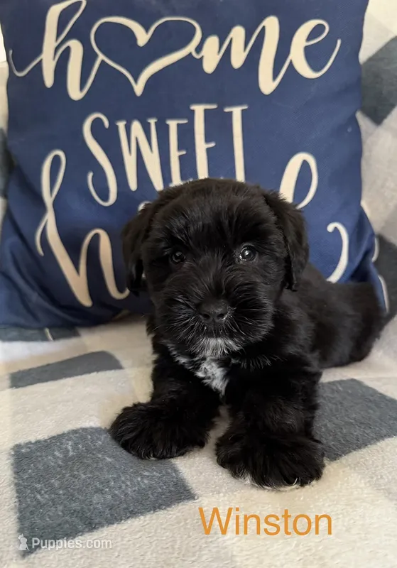 Winston – Miniature Schnauzer puppy for sale in Hemet, CA