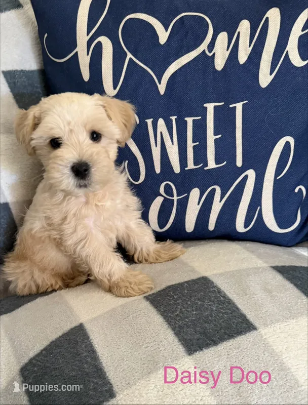 Daisy Doo AKC LITTER  – Miniature Schnauzer puppy for sale in Hemet, CA