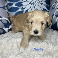 Charlie AKC Litter, a male Miniature Schnauzer for sale in Hemet, CA – Photo 2 of 4