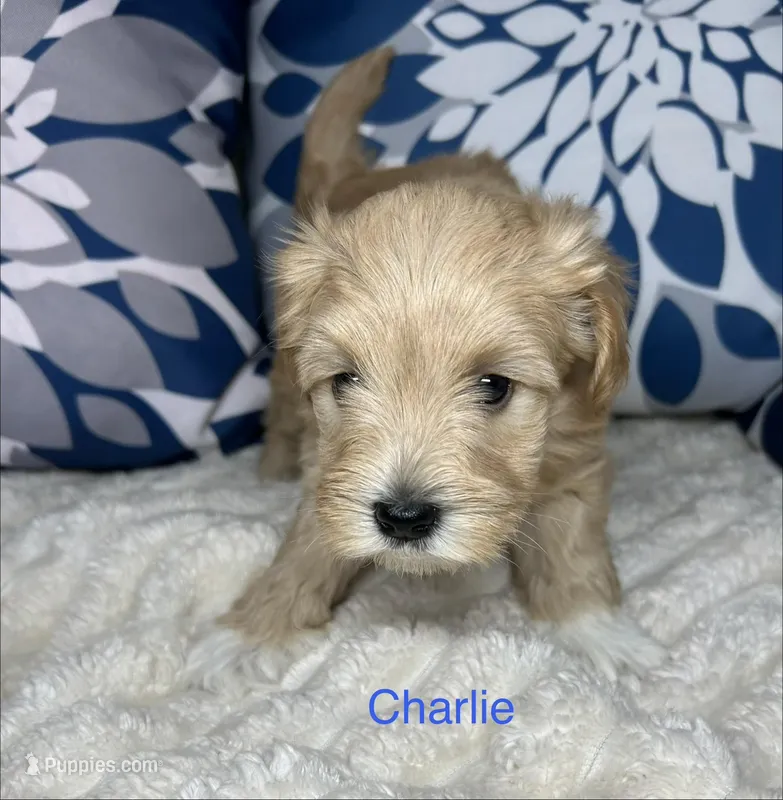 Charlie AKC Litter