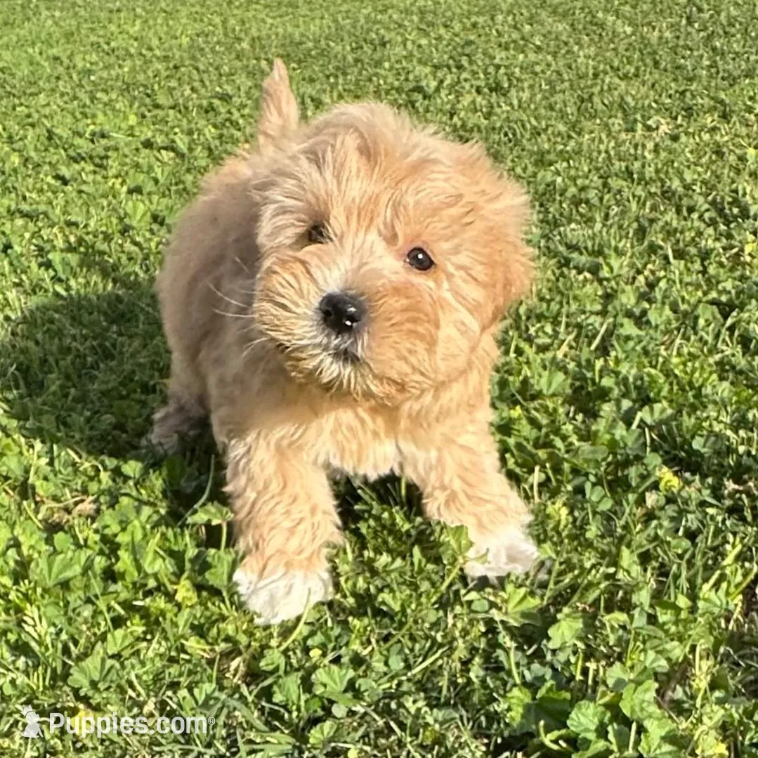 Charlie AKC Litter – Miniature Schnauzer puppy for sale in Hemet, CA