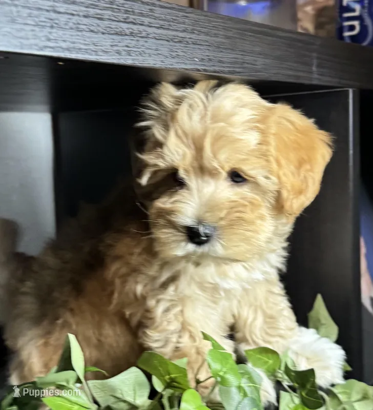 Charlie AKC Litter – Miniature Schnauzer puppy for sale in Hemet, CA