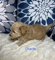 Charlie AKC Litter, a male Miniature Schnauzer for sale in Hemet, CA – Photo 4 of 4