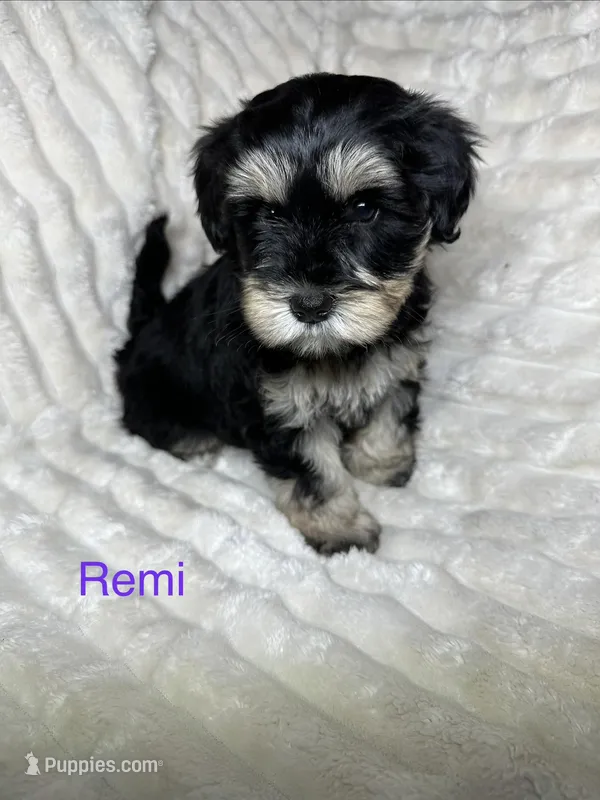 Remi AKC Litter