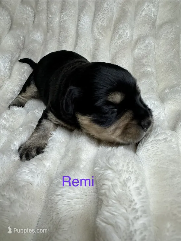 Remi AKC Litter