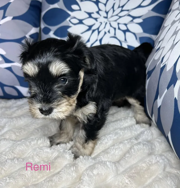 Remi AKC Litter