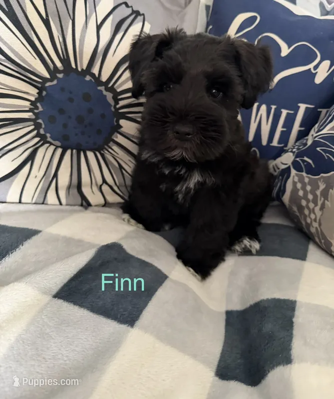 Finn AKC LITTER – Miniature Schnauzer puppy for sale in Hemet, CA