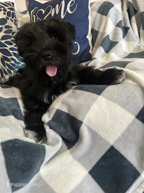 Finn AKC LITTER – Miniature Schnauzer puppy for sale in Hemet, CA