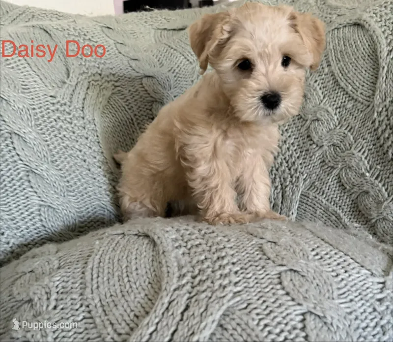 Daisy Doo AKC LITTER  – Miniature Schnauzer puppy for sale in Hemet, CA