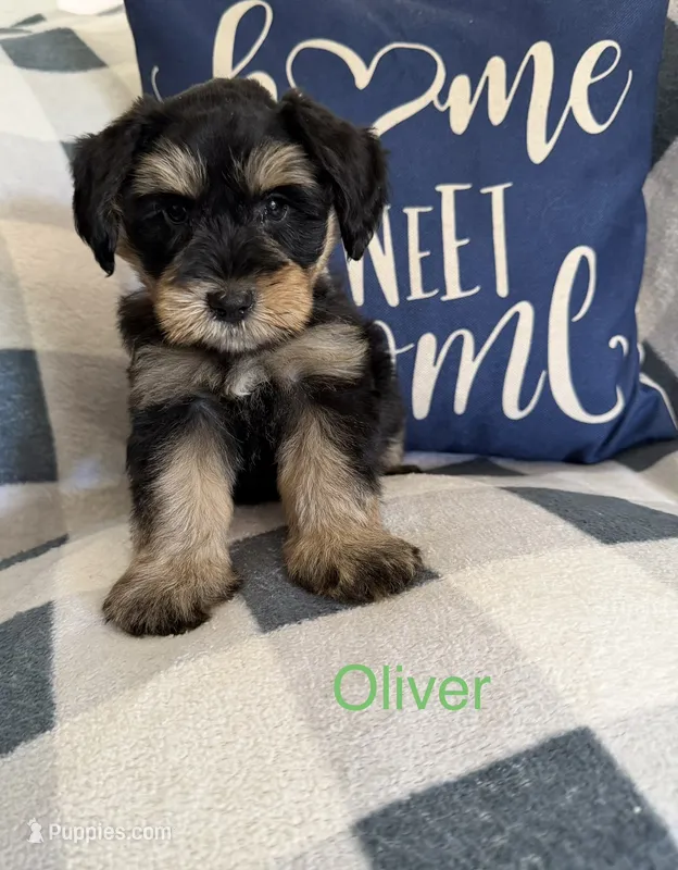 Oliver – Miniature Schnauzer puppy for sale in Hemet, CA