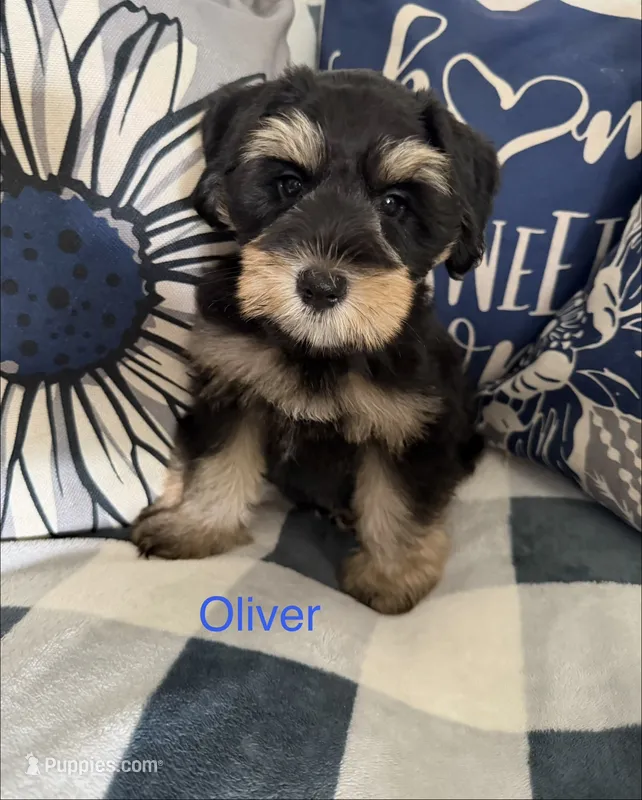 Oliver AKC LITTER – Miniature Schnauzer puppy for sale in Hemet, CA