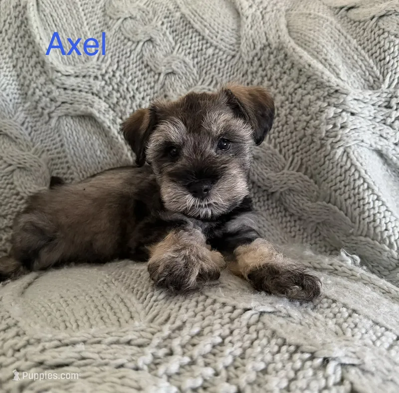 Axel AKC LITTER – Miniature Schnauzer puppy for sale in Hemet, CA