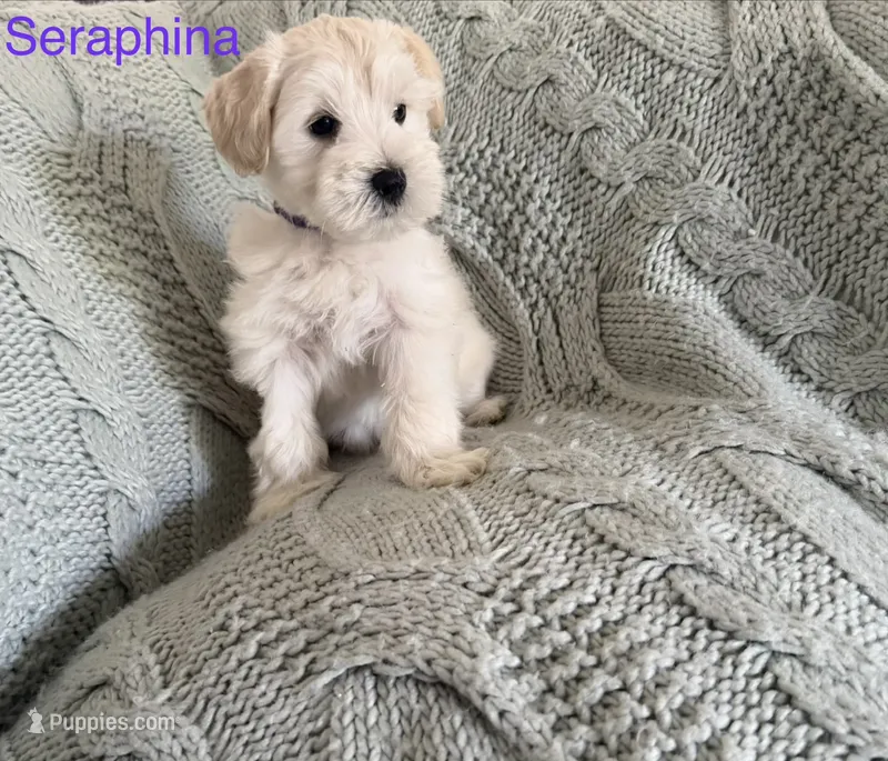 Seraphina AKC LITTER – Miniature Schnauzer puppy for sale in Hemet, CA