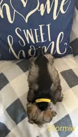 Stormie AKC LITTER, a female Miniature Schnauzer for sale in Hemet, CA – 2 of 2
