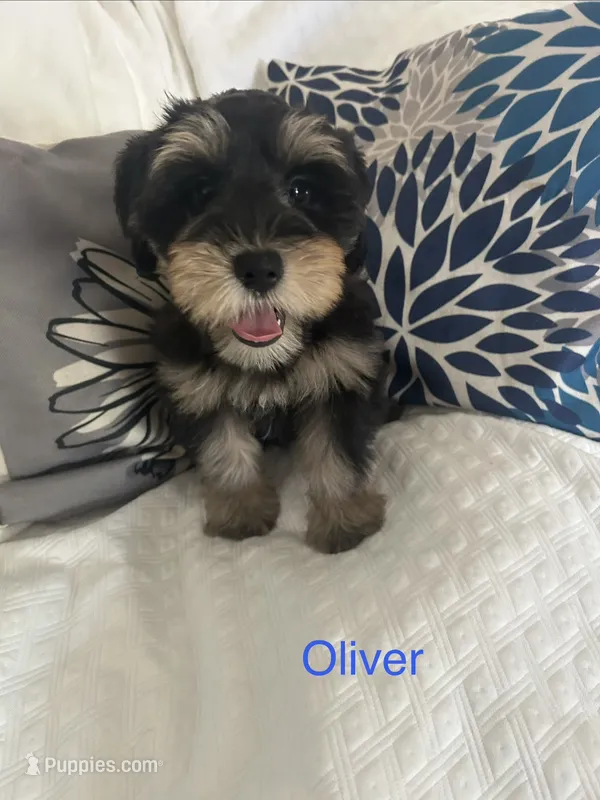 Oliver AKC LITTER – Miniature Schnauzer puppy for sale in Hemet, CA