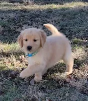Teddi, a female Golden Retriever for sale in Perry, MO – Photo 5 of 5