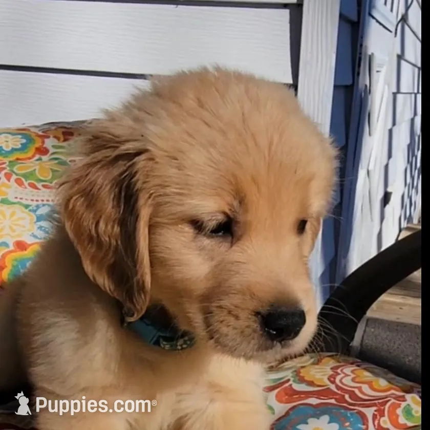 Teddi, a female Golden Retriever for sale in Perry, MO – Photo 4 of 5