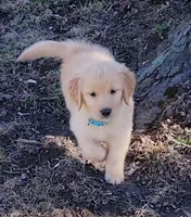 Teddi, a female Golden Retriever for sale in Perry, MO – Photo 3 of 5