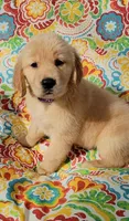 Taylor, a female Golden Retriever for sale in Perry, MO – Photo 2 of 4