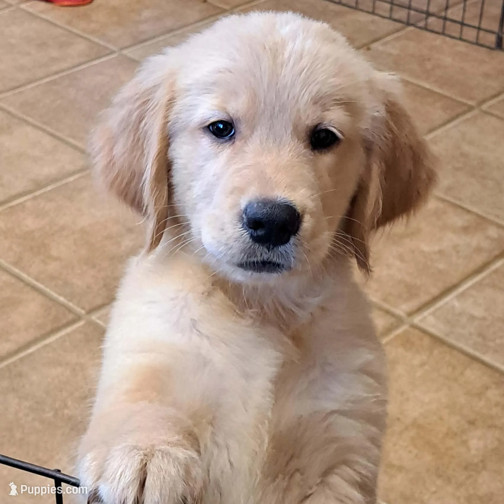 Taylor – Golden Retriever puppy for sale in Perry, MO