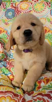 Taylor, a female Golden Retriever for sale in Perry, MO – Photo 4 of 4