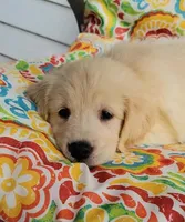Gus, a male Golden Retriever for sale in Perry, MO – Photo 1 of 3