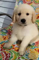 Hank, a male Golden Retriever for sale in Perry, MO – Photo 2 of 4