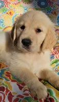 Chloe, a female Golden Retriever for sale in Perry, MO – Photo 6 of 6