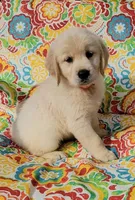 Paisley, a female Golden Retriever for sale in Perry, MO – Photo 3 of 3