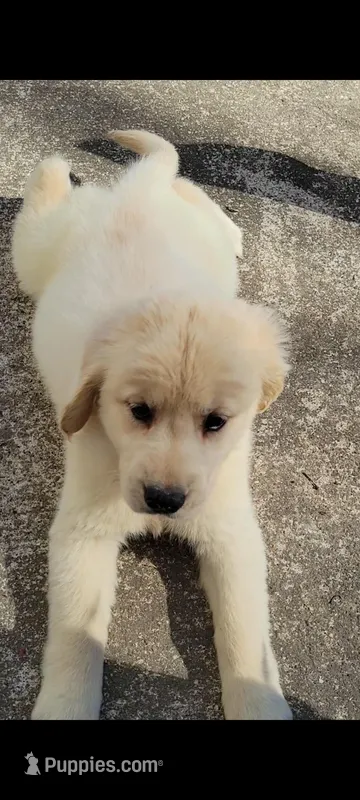 Polly, a female Golden Retriever for sale in Perry, MO – Photo 1 of 6