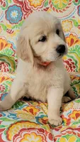 Paisley, a female Golden Retriever for sale in Perry, MO – Photo 2 of 3