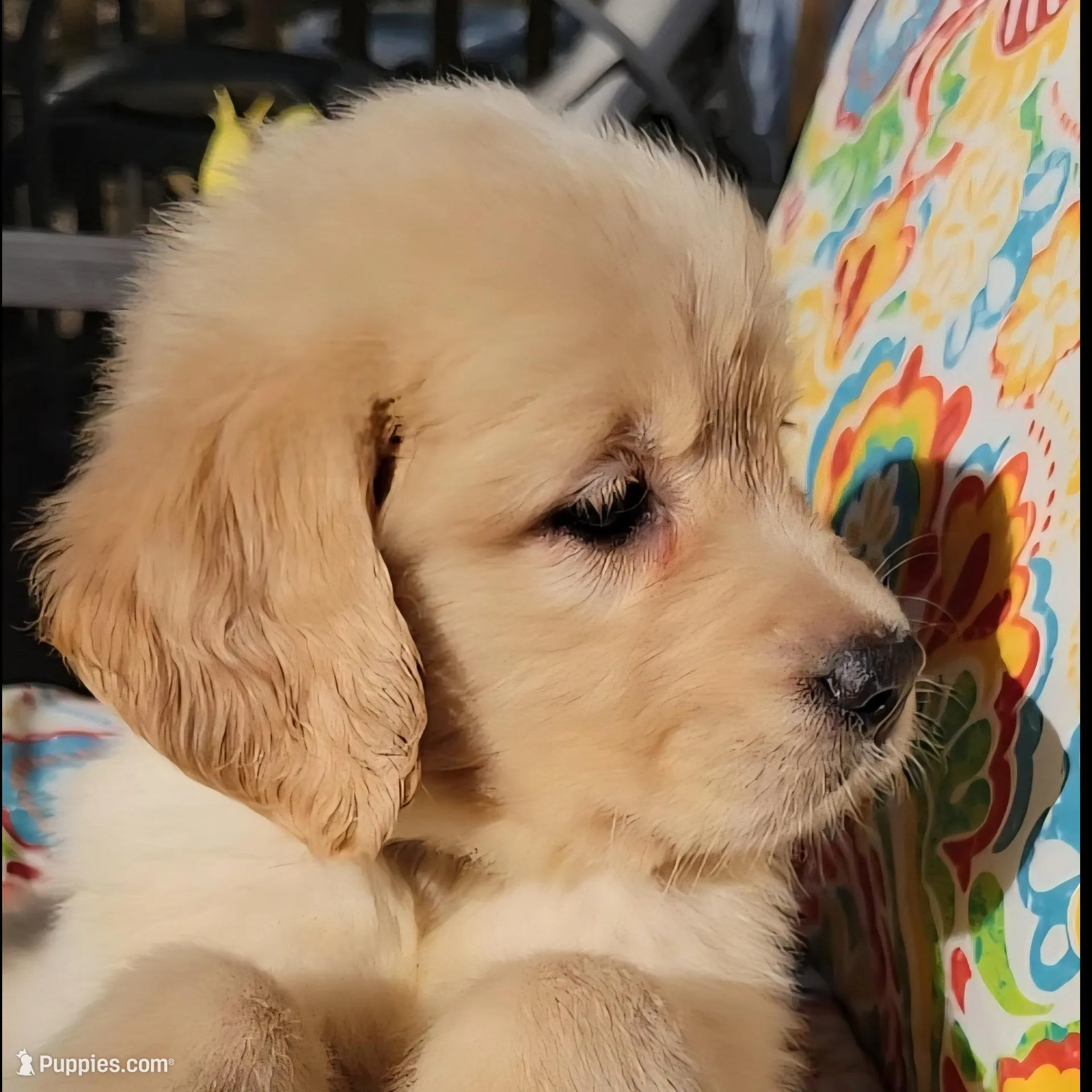 Breezy, a female Golden Retriever for sale in Perry, MO – Photo 4 of 4