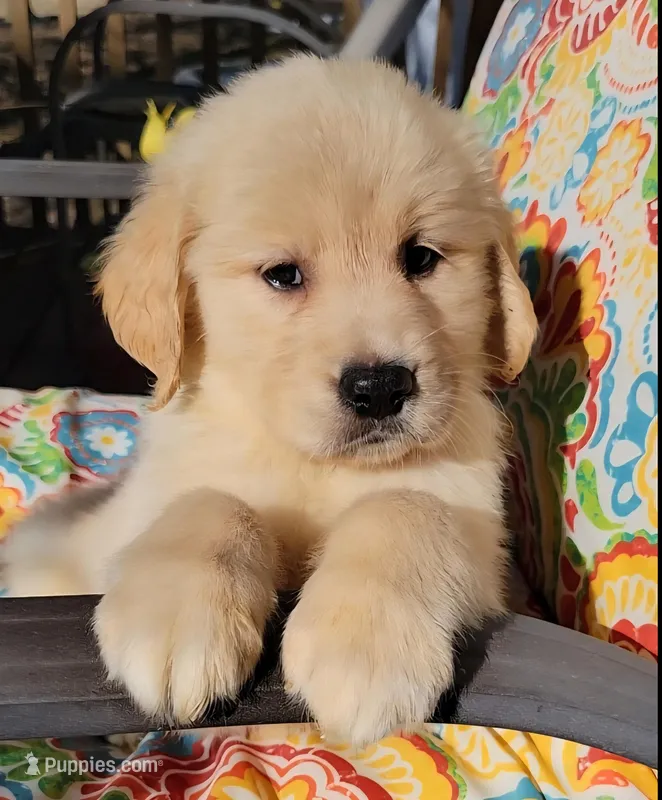 Lulu, a female Golden Retriever for sale in Perry, MO – Photo 1 of 3