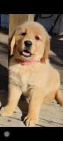 Alysa, a female Golden Retriever for sale in Perry, MO – Photo 2 of 4