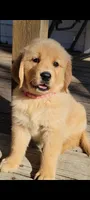 Alysa, a female Golden Retriever for sale in Perry, MO – Photo 4 of 4