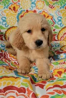Daisy, a female Golden Retriever for sale in Perry, MO – Photo 4 of 5