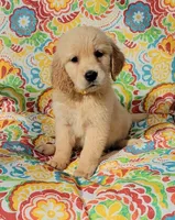 Daisy, a female Golden Retriever for sale in Perry, MO – Photo 1 of 5