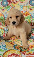Daisy, a female Golden Retriever for sale in Perry, MO – Photo 5 of 5
