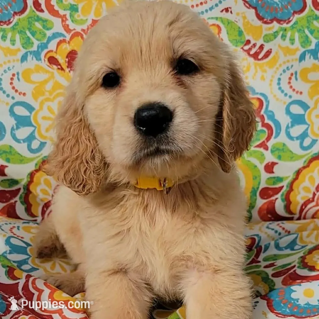 Daisy, a female Golden Retriever for sale in Perry, MO – Photo 3 of 5