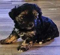 Beauty, a female Morkie for sale in Titusville, FL – Photo 1 of 2