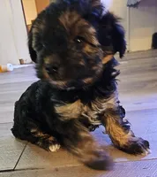 Beauty, a female Morkie for sale in Titusville, FL – Photo 2 of 2