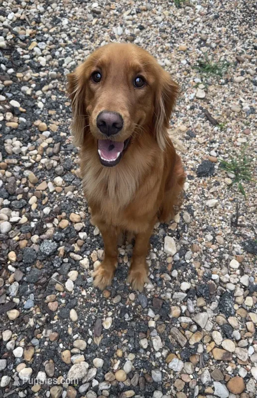 Luna  – Golden Retriever puppy for sale in Cullman, AL