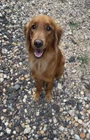 Luna , a  Golden Retriever for sale in Cullman, AL – 1 of 1