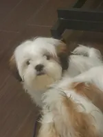 Nibs, a male Shih Tzu for sale in Kissimmee, FL – 3 of 3