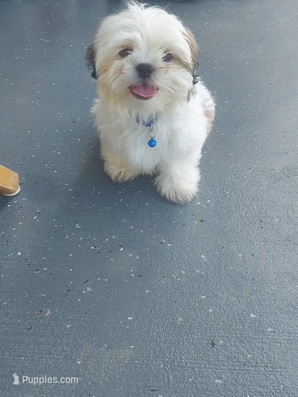 Nibs – Shih Tzu puppy for sale in Kissimmee, FL