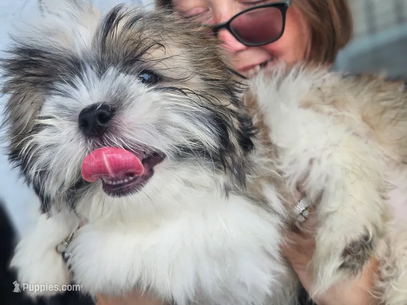 Munch – Shih Tzu puppy for sale in Kissimmee, FL