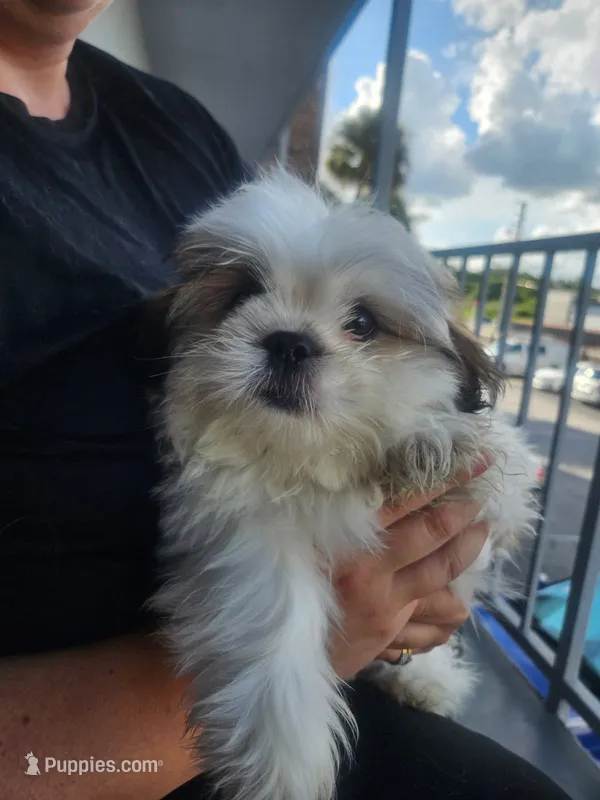 Riku – Shih Tzu puppy for sale in Kissimmee, FL