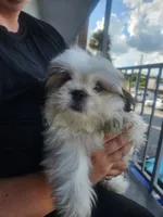 Riku, a male Shih Tzu for sale in Kissimmee, FL – 1 of 3
