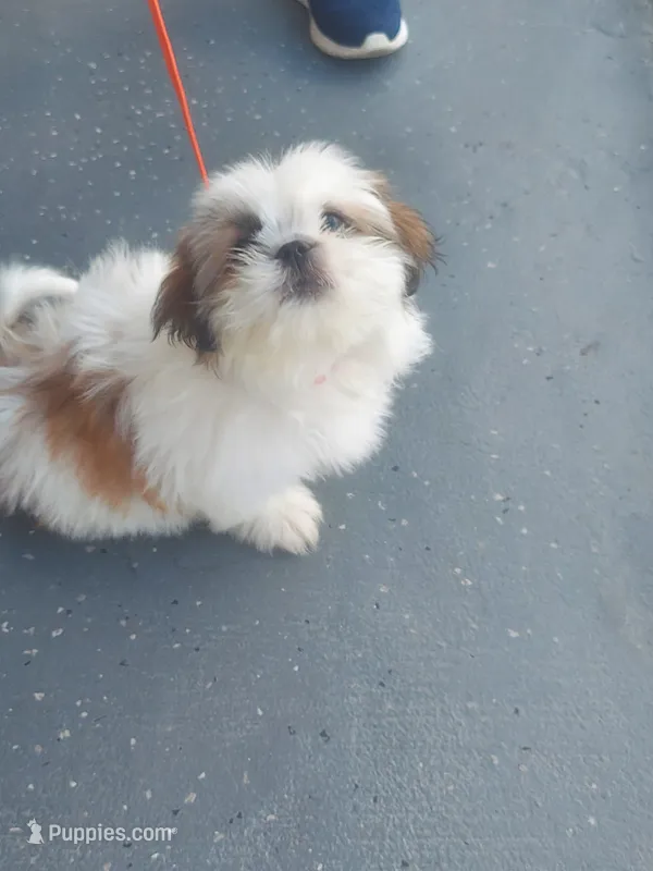 Riku – Shih Tzu puppy for sale in Kissimmee, FL